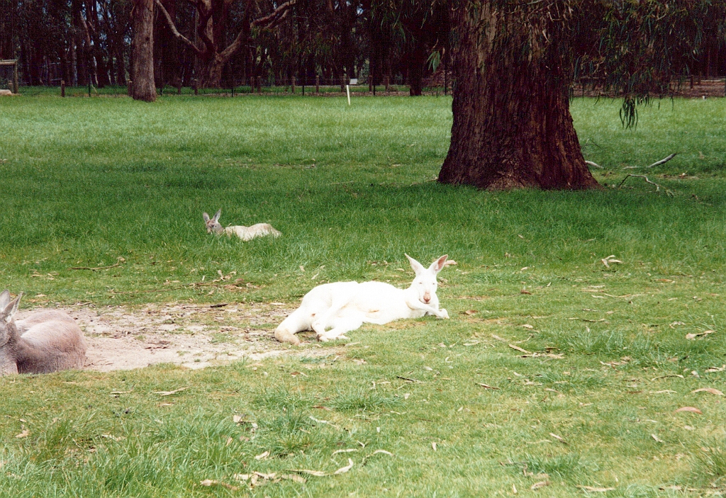 2000 - Australie 098T.jpg